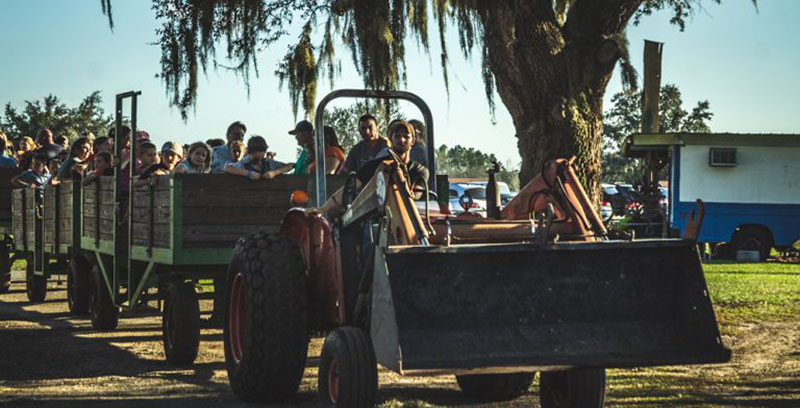 Tractor pulls the hay wagon train at Harvest Holler Corn Maze and Pumpkin Patch