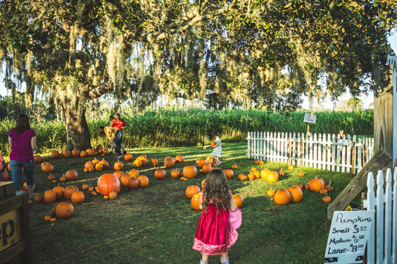 kids playing and pick pumpkins at Harvest Holler Corn Maze and Pumpkin Patch