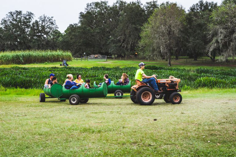 Cow Train amusement ride at Harvest Holler Corn Maze and Pumpkin Patch